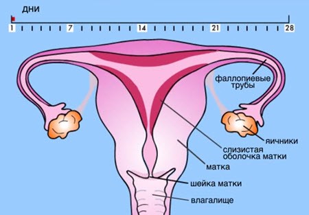сбился менструальный цикл