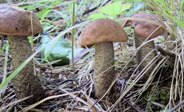 How mushrooms reproduce