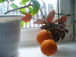 How to care for citrus trees in winter