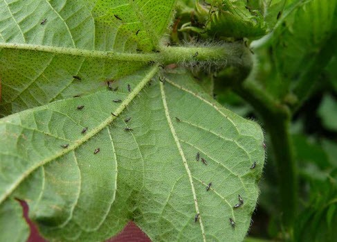 How to get rid of aphids on indoor and garden plants with folk methods