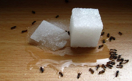 How to remove and get rid of ants in the house