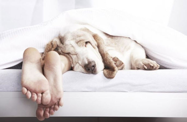 שבע דעות קדומות ותפיסות מוטעות לגבי שינה