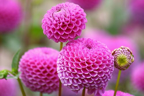 Preparing and storing dahlias in winter - secrets and tips
