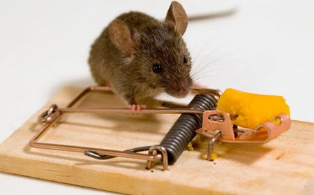 איך להכין מלכודת עכברים במו ידיך