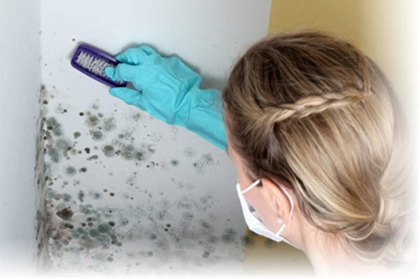 How to get rid of mold on walls