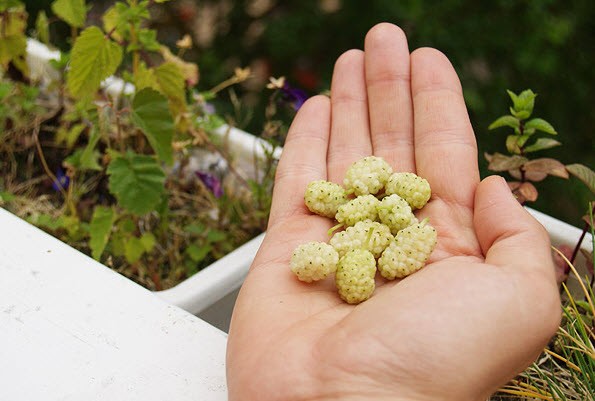 White mulberry is a natural remedy for the treatment of diabetes and hypertension