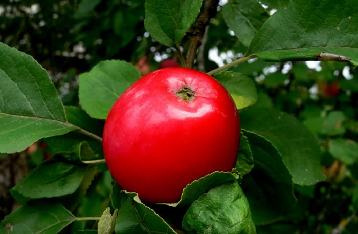 Как выбрать саженец яблони и выполнить посадку