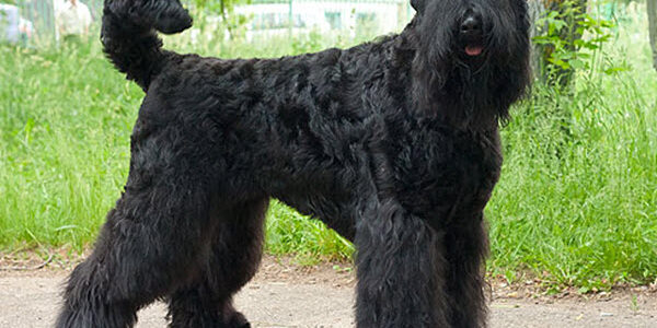 Russischer schwarzer Terrier