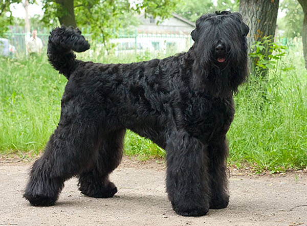 Russischer schwarzer Terrier