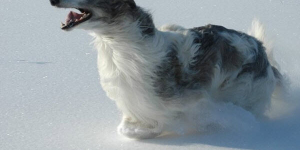 Russian hunting greyhound