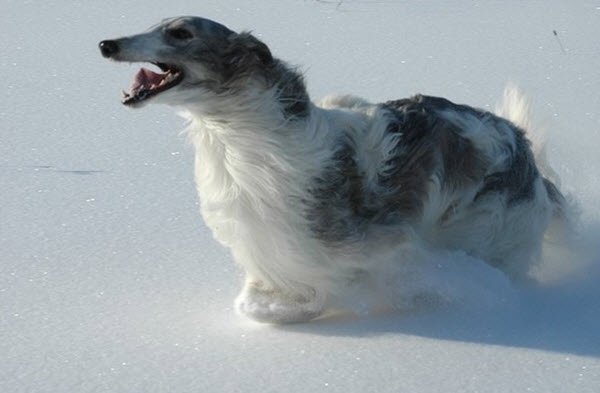 Russian hunting greyhound