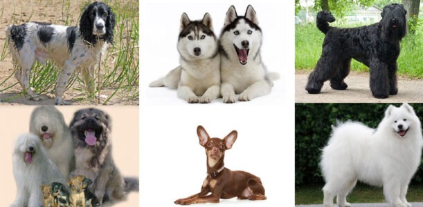 Berühmte russische Hunderassen