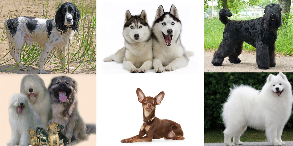 גזעי כלבים רוסיים מפורסמים