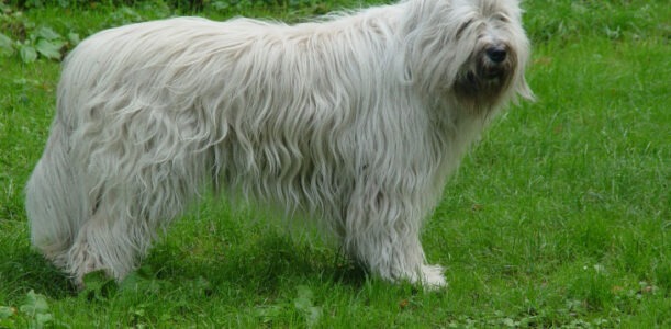 South Russian Shepherd: description and history of the breed