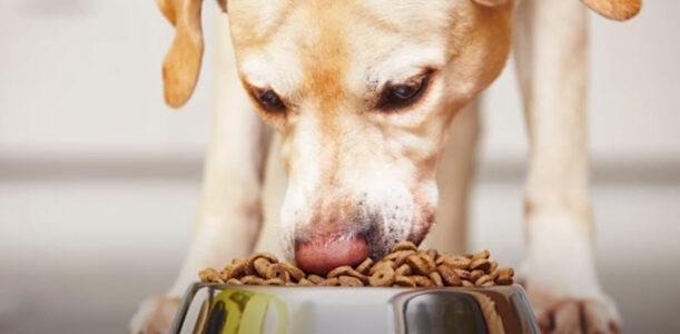Как выбрать корм подходящий вашей собаке