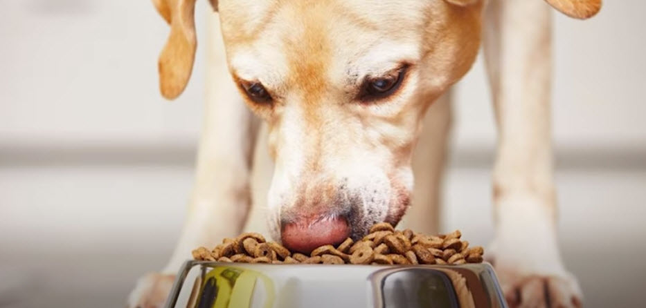 How to choose the right food for your dog