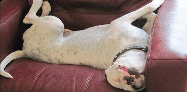 Wie Sie Ihren Hund vom Schlafen auf der Couch entwöhnen.