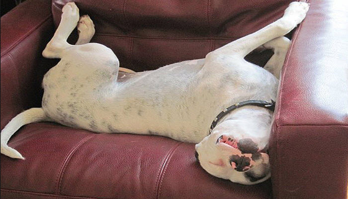Как отучить собаку спать на диване.