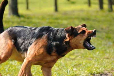 Why is a dog showing aggression?