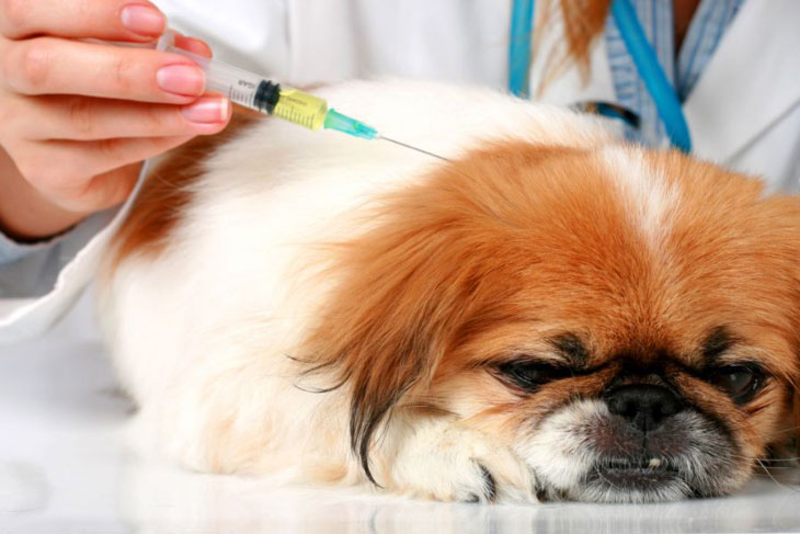 Ursachen und Symptome von Diabetes bei Hunden