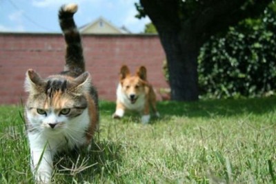 The dog chases cats and shows aggression.